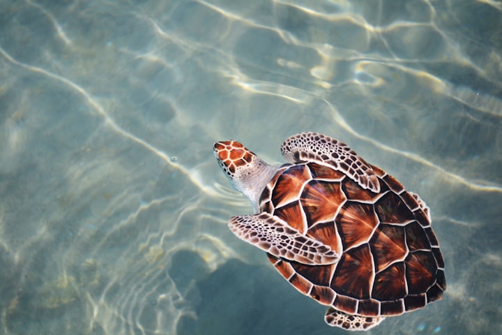 Climate Change Impacts in the Lowcountry: Sea Turtles